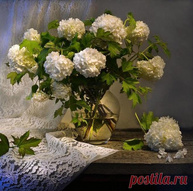 Цветущая калина бульденеж...