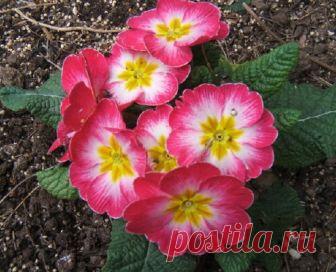 (+1) тема - Уход за примулой в домашних условиях: нежный первоцвет | САД НА ПОДОКОННИКЕ