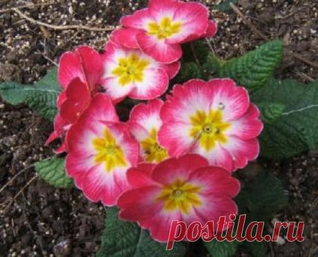 (+1) тема - Уход за примулой в домашних условиях: нежный первоцвет | САД НА ПОДОКОННИКЕ