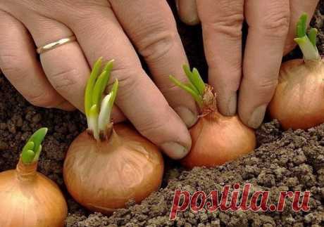 Полное собрание дачных хитростей для садоводов! Несколько лет работы на дачном участке очень изменили мою жизнь. Самое главное — они принесли радость и удовлетворение. А какие изобретатели мои коллеги по огороду! Не перестаю удивляться! Многому я у них научилась и еще, надеюсь, многому научусь...