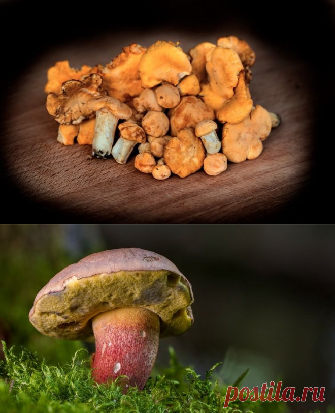 Как лучше засолить грибы? Старательно, с любовью! | Еда и кулинария