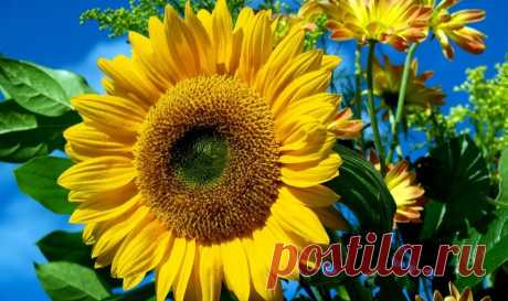 Стоит ли сажать подсолнечник