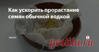 Как ускорить прорастание семян обычной водкой