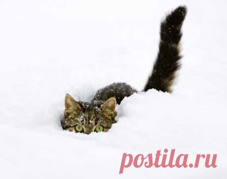 30 Cats In Snow