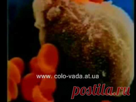 *Что любит и чего боится раковая клетка?