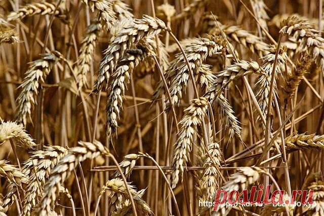 Похудение В Домашних Условиях. Полезные свойства пророщенной пшеницы и как ее принимать