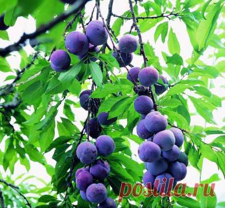 Лучшие сорта слив для вашего сада :: SYL.ru