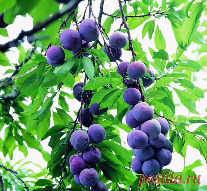 Лучшие сорта слив для вашего сада :: SYL.ru