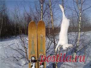 Охотничьи самоловы