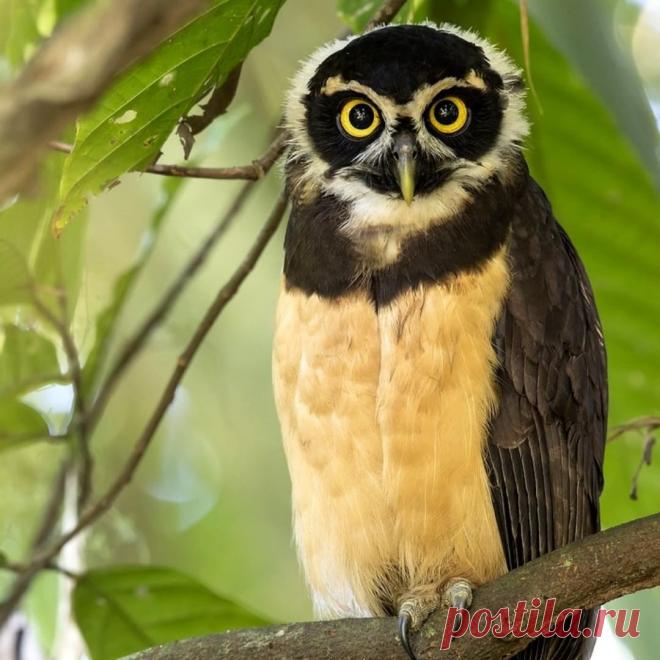 Очковая неотропическая сова.