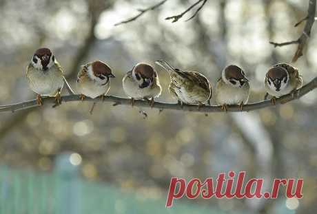 fuks40 — «повернись к лесу передом ,к фотографу задом)» на Яндекс.Фотках