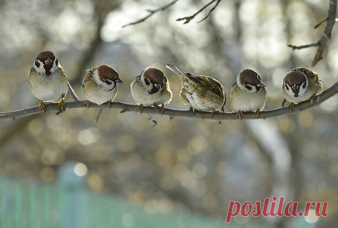 fuks40 — «повернись к лесу передом ,к фотографу задом)» на Яндекс.Фотках