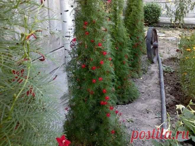 Выращивание квамоклита - Растения - Растения для сада