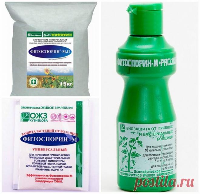 Фитоспорин-М: порошок, жидкий, паста, инструкция по применению препарата, отзывы для комнатных растений, как разводить