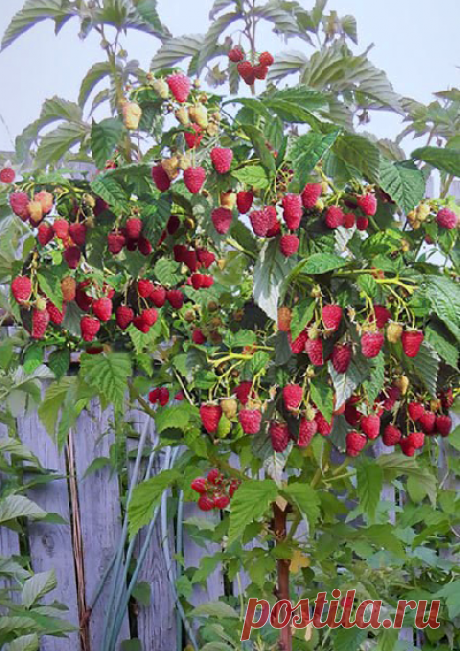 Малиновое дерево Таруса: купить саженцы с доставкой почтой России