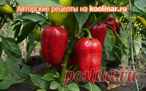 Болгарский перец жареный, заготовка на зиму рецепт с фото