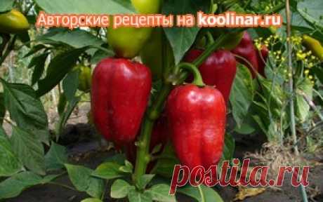 Болгарский перец жареный, заготовка на зиму рецепт с фото