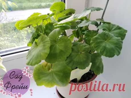 Как обрезаю Пеларгонию (герань) в марте &quot;По полоскам&quot; и превращаю в пышный куст. Схема из старого журнала, которому благодарна | Сад Фрейи | Яндекс Дзен