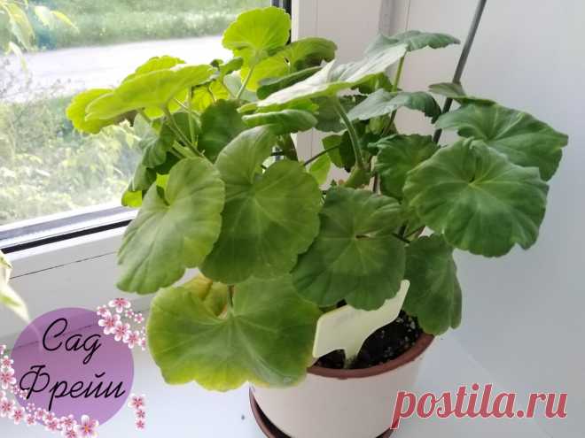 Как обрезаю Пеларгонию (герань) в марте 