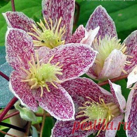 Обрезка клематисов. Группы обрезки клематисов.