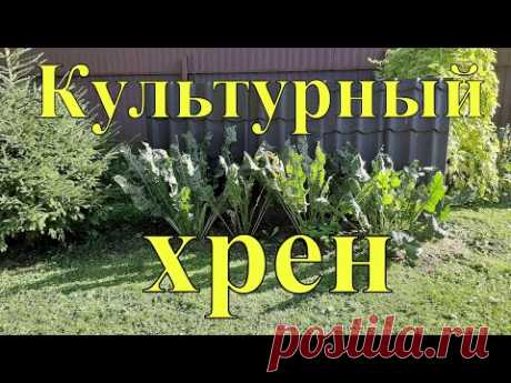 Как выращивать хрен - чтобы он не стал сорняком.