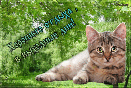 980802250.gif (600×400)