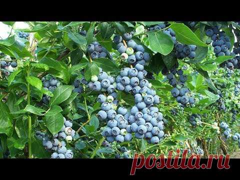 Голубика для начинающих. Осенняя посадка в средней полосе