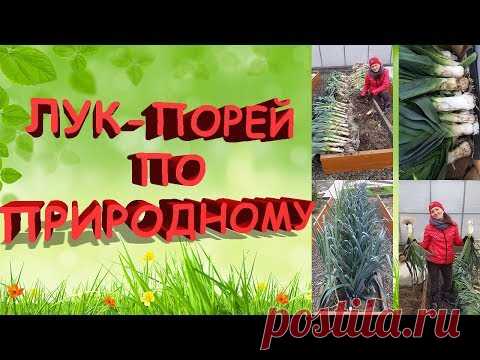 Лук-порей по природному. 100% результат. От посева до сбора урожая
