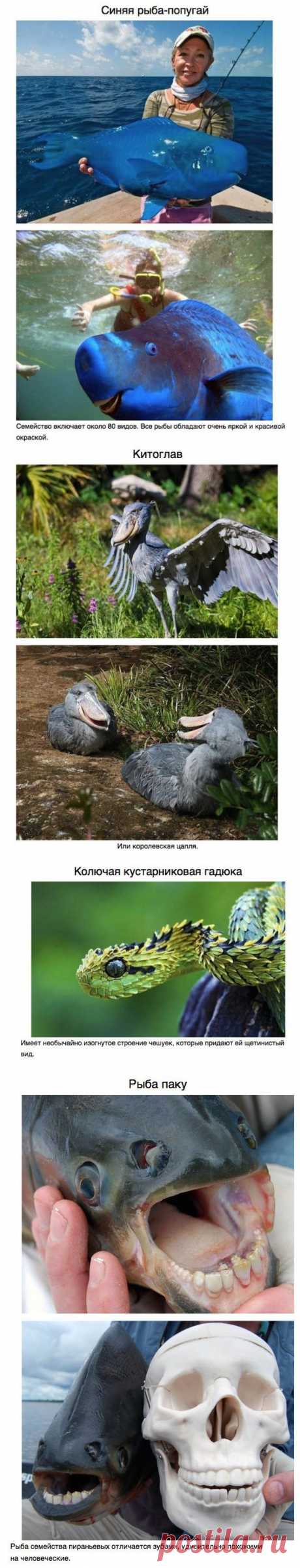 10 самых необычных животных | koffboy.com
