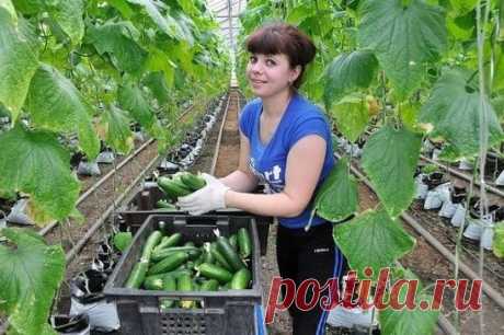 #ОвощеводствоПарники
КАК ПОЛУЧИТЬ В МАЕ УЖЕ ГОТОВЫЕ ОГУРЦЫ? 
В Луховицком районе Подмосковья первые огурчики созревают уже в мае. И не в теплицах, а на грядках! 
До 10 кг плодов с 1 кв. м!!! Да таких пузырчатых, темно-изумрудных и ровных по размеру, что просто пальчики оближешь! 
С недавних пор в центре Луховиц красуется монумент с красноречивой надписью: "Огурцу-кормильцу от благодарных жителей". Выращивание ранних огурцов – традиционная специализация сельских жителей и дачников всего ра