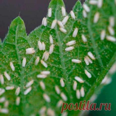 Вредитель комнатных растений Белокрылка. Белокрылка многоядна, поселяется на многих растениях. Она похожа на маленькую бабочку (1-2 мм) с молочно-белыми крыльями. Узнать о присутствии вредителей очень просто: при шевелении растений они быстро разлетаются. Самки откладывают яйца на обратной стороне листьев. В одной кладке может быть до 10-20 яиц. В среднем каждая самка откладывает от 130 до 280 яиц. Вредят взрослые насекомые и их личинки. Личинки белокрылки светло-желтого цвета.