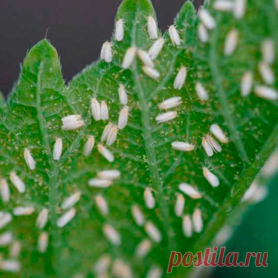 Вредитель комнатных растений Белокрылка. Белокрылка многоядна, поселяется на многих растениях. Она похожа на маленькую бабочку (1-2 мм) с молочно-белыми крыльями. Узнать о присутствии вредителей очень просто: при шевелении растений они быстро разлетаются. Самки откладывают яйца на обратной стороне листьев.