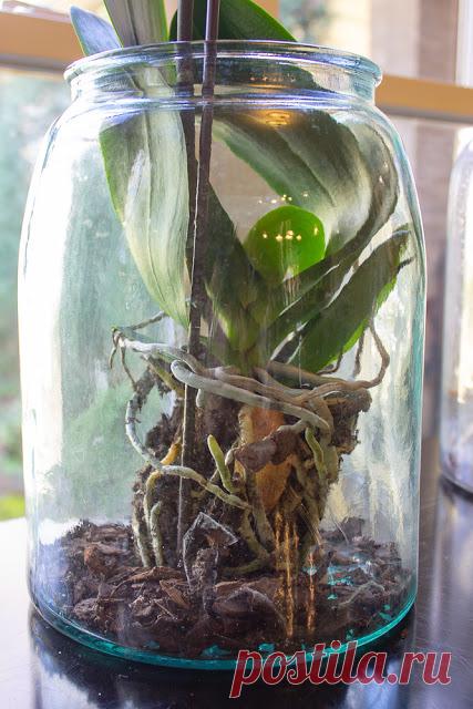 Orchids Under Glass | Miss Kopy Kat