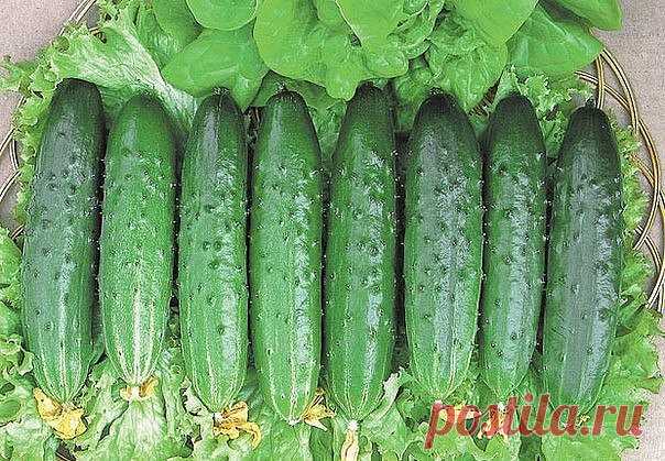 ОГУРЕЧНЫЕ ПРОБЛЕМЫ 

ОГУРЕЧНЫЕ ПРОБЛЕМЫ
 
 





 
 
 




Часто садоводы жалуются: «Огурцов нет, одни пустоцветы». Что делать в таком случае? В чем причины беспрерывного цветения огуречных растений одними пустоцветами?…