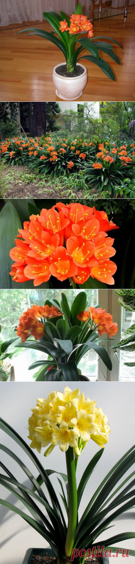 Кливия секреты ухода.