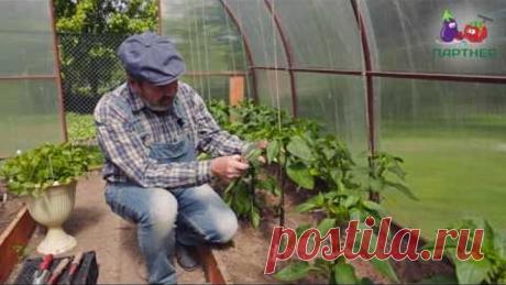 Как формировать перец