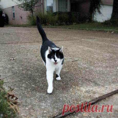 Подборка действительно опасных котов