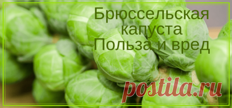 Брюссельская капуста Польза и вред | Здоровье и красота от природы