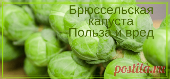 Брюссельская капуста Польза и вред | Здоровье и красота от природы