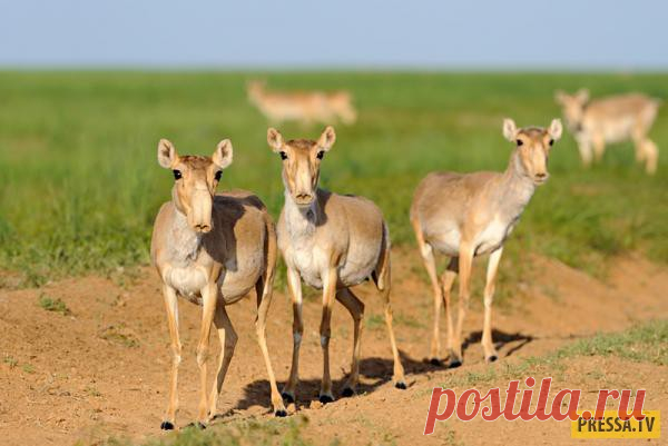 Армейская байка: Сайгаки | Чёрт побери