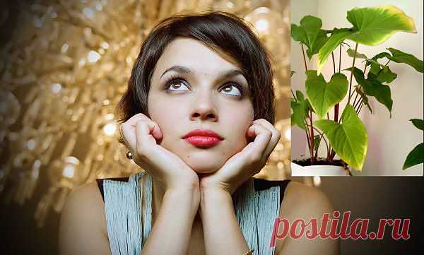 15 ошибок ухода за комнатными растениями.