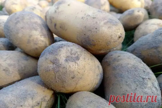 Почему картофель мелкий и невкусный? Возможно, ошибка допущена при посадке. Мы привыкли просто бросать картофелину в лунку, не глядя, а зря.