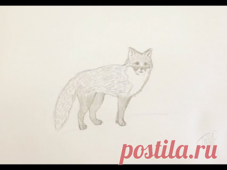 Как нарисовать лису поэтапно простым карандашом начинающие