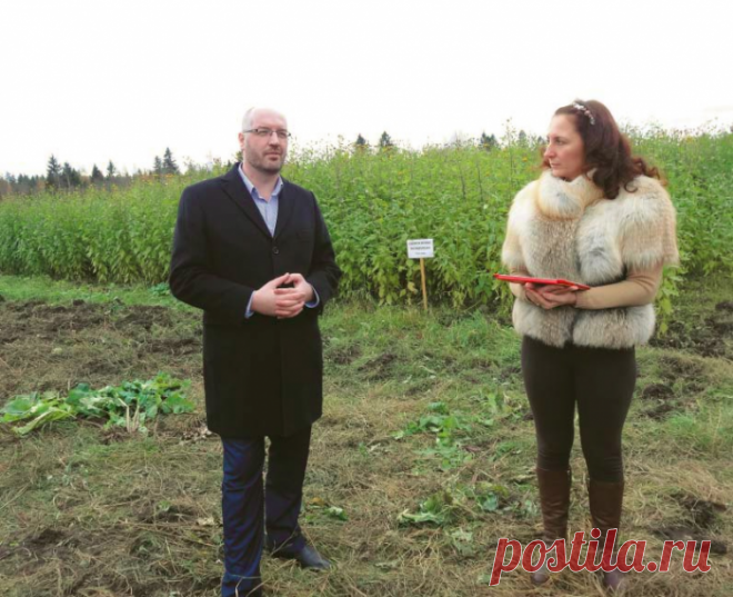 Топинамбур победил борщевик