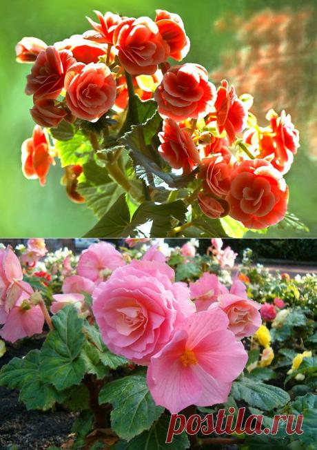 БЕГОНИЯ: СОВЕТЫ ПО УХОДУ, ПЕРЕСАДКЕ, РАЗМНОЖЕНИЮ