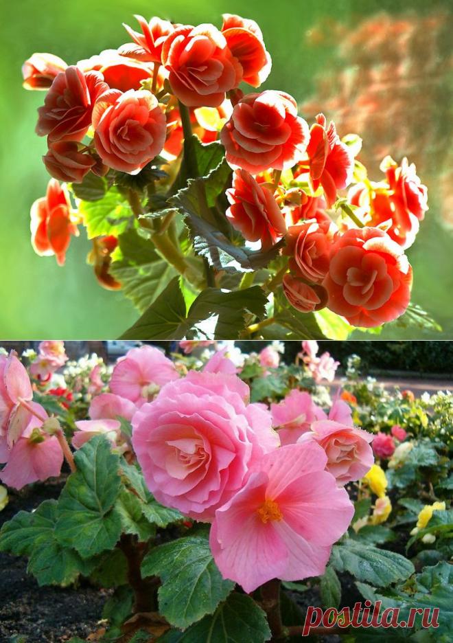 БЕГОНИЯ: СОВЕТЫ ПО УХОДУ, ПЕРЕСАДКЕ, РАЗМНОЖЕНИЮ