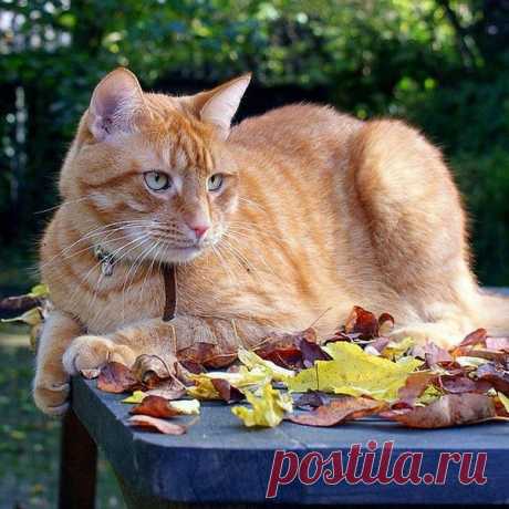 Виктория Мельникова приколол(а) это к доске Наглая рыжая морда | Pint…