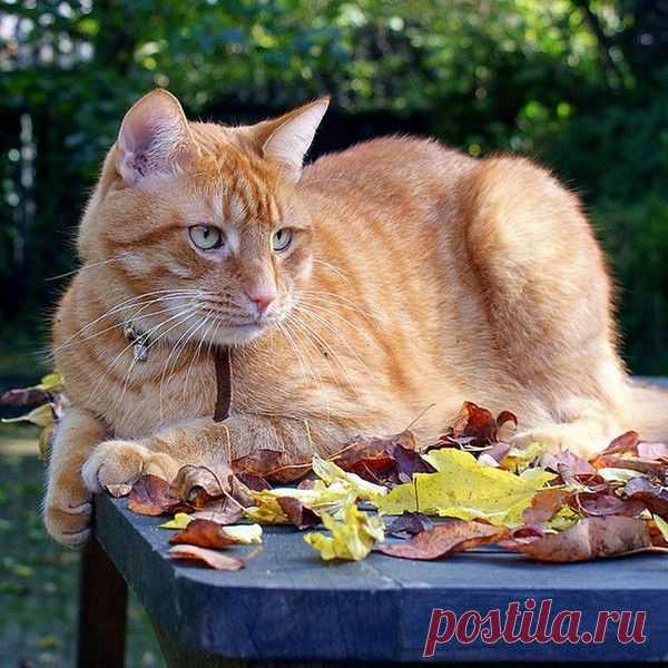 Виктория Мельникова приколол(а) это к доске Наглая рыжая морда | Pint…