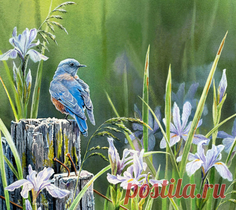 Пенье птиц так завораживает душу... Художница Сьюзен Бордет (Susan Bourdet).