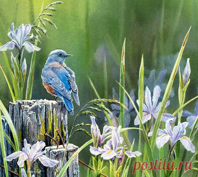 Пенье птиц так завораживает душу... Художница Сьюзен Бордет (Susan Bourdet).